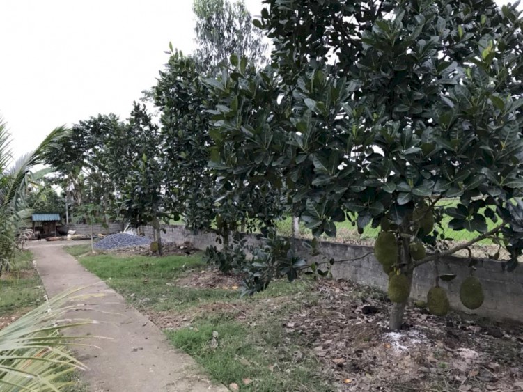 Bán đất trang trại 50 năm , 2,1 ha, trồng cây ăn quản, NTTS, chăn nuôi.... Tại Yên Định