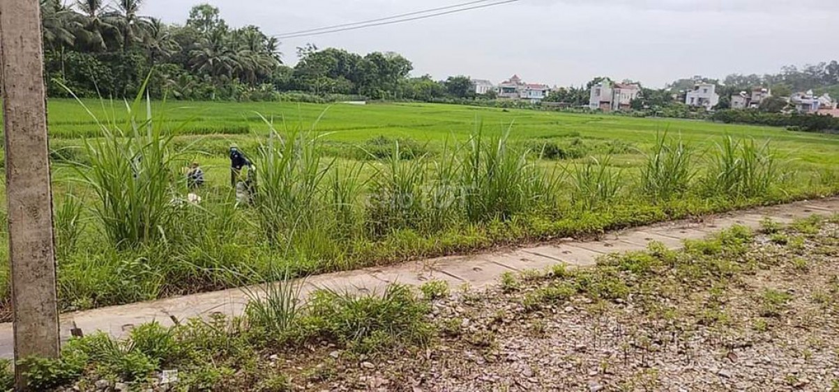 Bán gấp đất ở xã Thọ Sơn- Huyện Triệu Sơn-Thanh Hóa