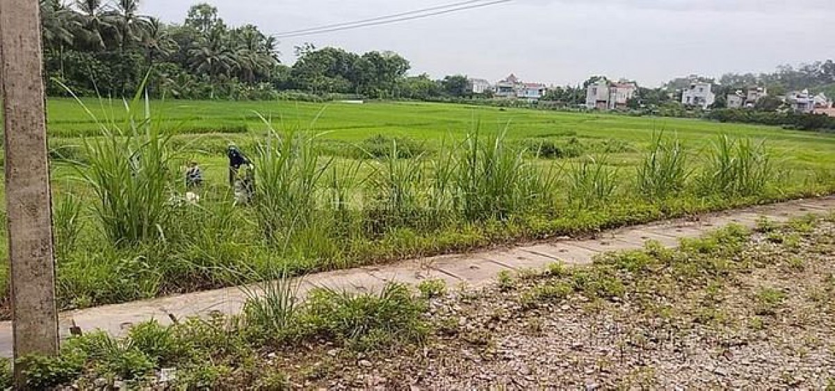 Cần bán nhanh lô đất đẹp ở huyện Triệu Sơn-Thanh Hóa