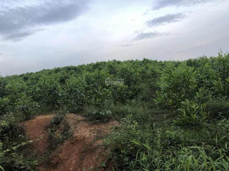 Chính chủ bán đất đồi trồng cây 20 ha tại thôn Bồ Lăn xã Thanh Tân Như Thanh Thanh Hóa.