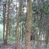 Bán đất trồng keo siêu xịn ngay xã Cát Vân, huyện Như Xuân,Thanh Hóa