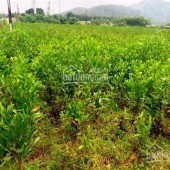 Chính chủ bán đất đồi trồng cây 20 ha tại thôn Bồ Lăn xã Thanh Tân Như Thanh Thanh Hóa.