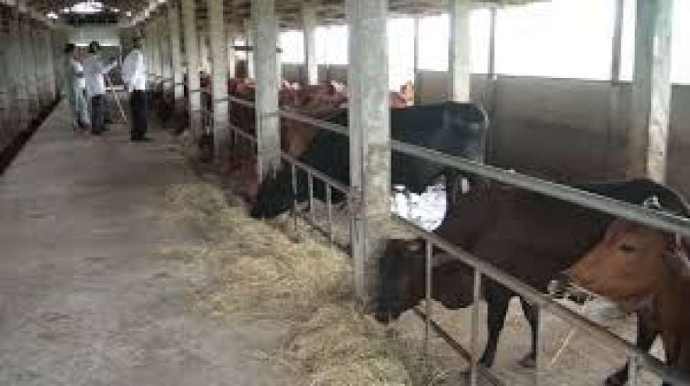 Cần bán trại bò 100 ha quy trình hiện đại khép kín,chỉ từ 80 tỷ