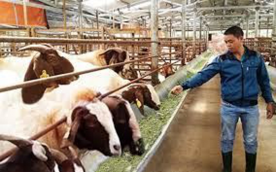 Cần bán trại bò 100 ha quy trình hiện đại khép kín,chỉ 80 tỷ