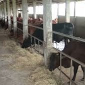 Cần bán trại bò 100 ha quy trình hiện đại khép kín,chỉ từ 80 tỷ