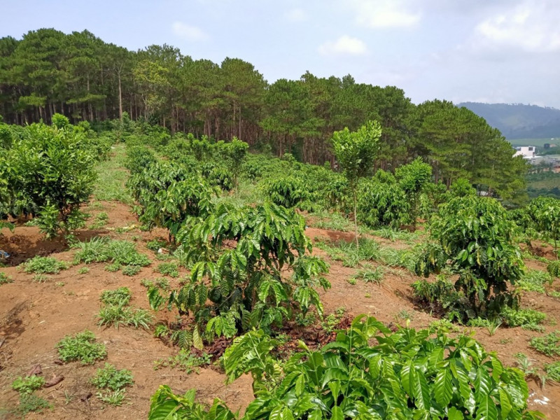 Những trường hợp nhà nước thu hồi rừng sản xuất