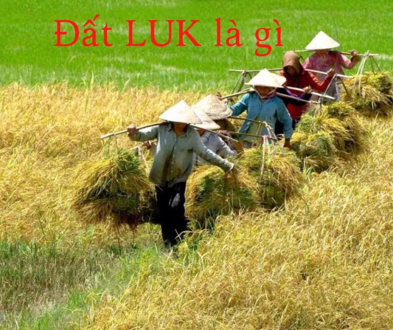 Đất LUK là nhóm đất nông nghiệp thuộc loại đất trồng lúa nước còn lại của Việt Nam
